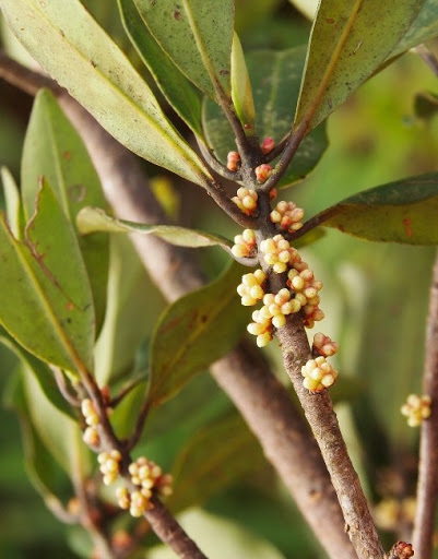 Cây Mặt cắt. Rapanea neriifolia - Cây Thuốc Nam Quanh Ta